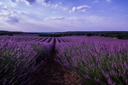 поле, вечер, фиолетовые, растения, природа, синие