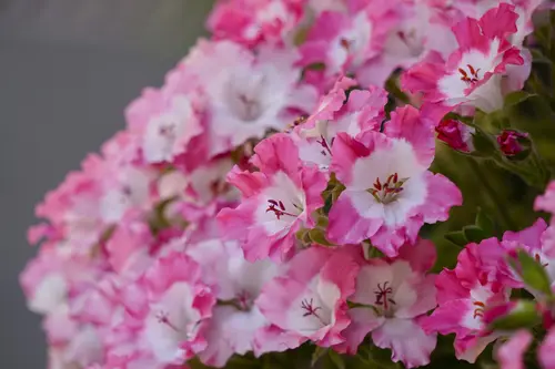 цветы, листья, розовые, белые, зеленые