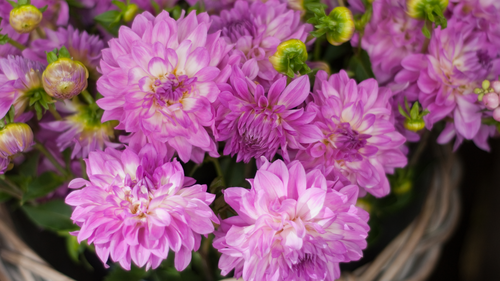 цветы, розовые, зеленые. природа, цветок