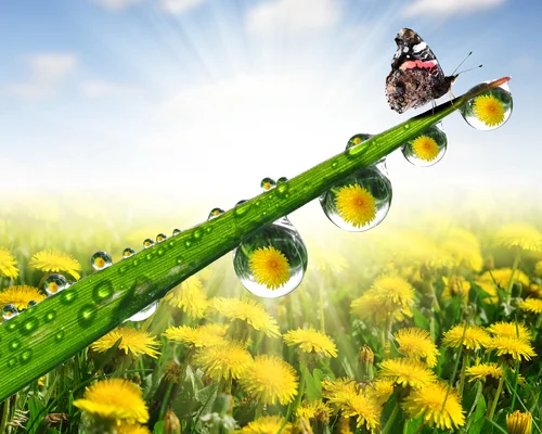 роса, поле, бабочка, цветы, желтые, зеленые, белые