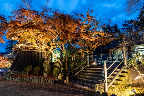 вечер, улица, дерево, япония, природа, желтые, синие