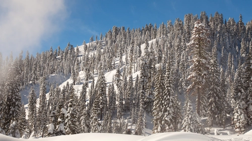 склон, деревья, холм, зима, синие, белые, серые