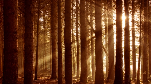 красные, коричневые, деревья, лес, свет
