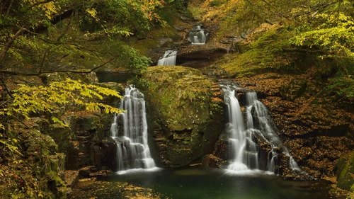 деревья, лес, природа, водопад, желтые, коричневые