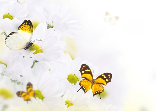 цветы, бабочки, природа, желтые, белые, зеленые