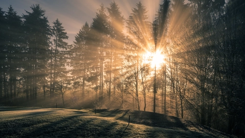 коричневые, желтые, деревья, природа, лес