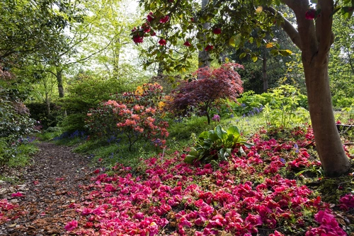 цветы, сад, англия, природа, зеленые, розовые, красные