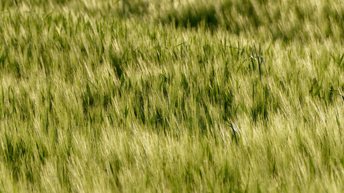 трава, луг, поле, природа, зеленые