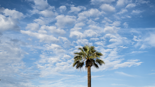 пальма, облака, природа, дерево, синие, голубые, белые, зеленые, коричневые