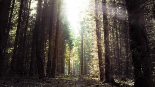 лес, деревья, природа, тропа, зеленые