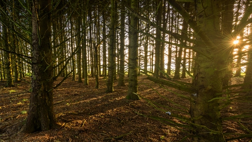 лес, деревья, природа, коричневые, зеленые