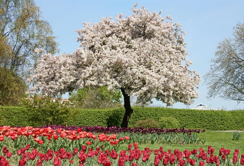дерево, сад, природа, цветы, весна, белые, красные, зеленые