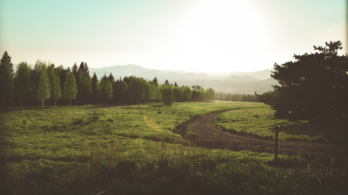 рассвет, поляна, природа, лес, зеленые