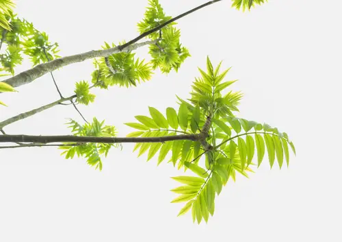 ветка, листья, зелень, растительность, белые, зеленые