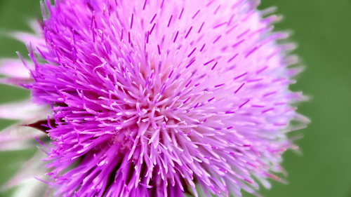 цветок, растения, природа, розовые, зеленые