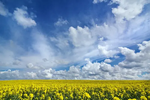 природа, небо, облака, поле, трава, синие, голубые, жёлтые