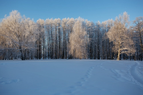 поле, лес, природа, белые, синие, черные