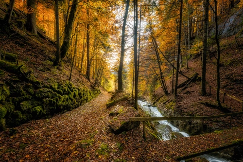 лес, деревья, осень, ручей, оранжевые, желтые, коричневые