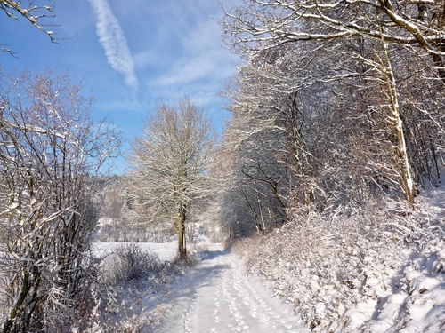 дорога, деревья, снег, лес, белые, бежевые, коричневые