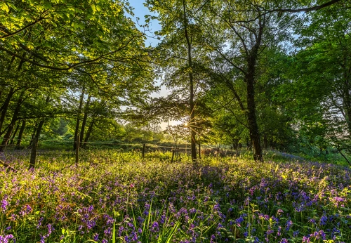 лес, деревья, цветы, англия, природа, фиолетовые, желтые, зеленые