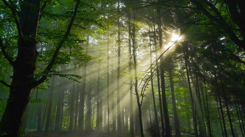 зеленые, деревья, лес, природа, свет