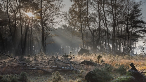 холмы, луг, осень, лес, деревья, коричневые