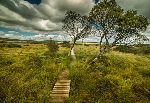 поле, дерево, природа, франция, зеленые, серые