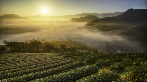 поля, луг, туман, зеленые, желтые, серые