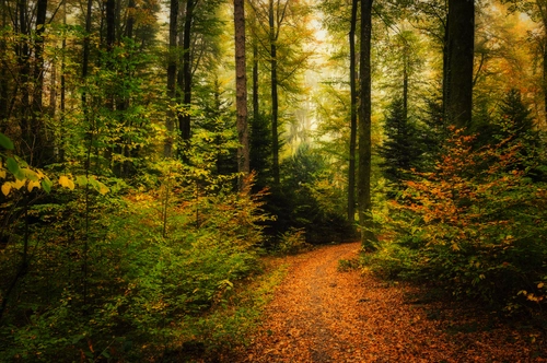 осень, природа, листья, деревья, зеленые, коричневые, желтые