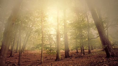 желтые, зеленые, коричневые, лес, деревья, природа