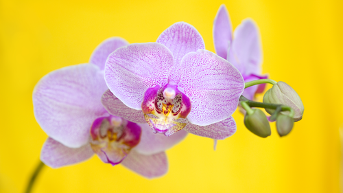 цветы, сиреневые, желтые, природа, фотография