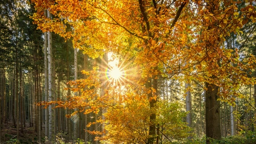 дерево, листва, лес, желтые, зеленые