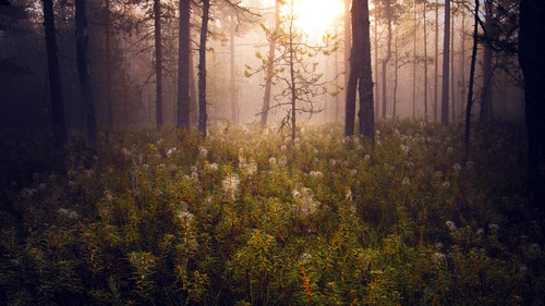 цветы, лес, туман, деревья, зеленые, белые