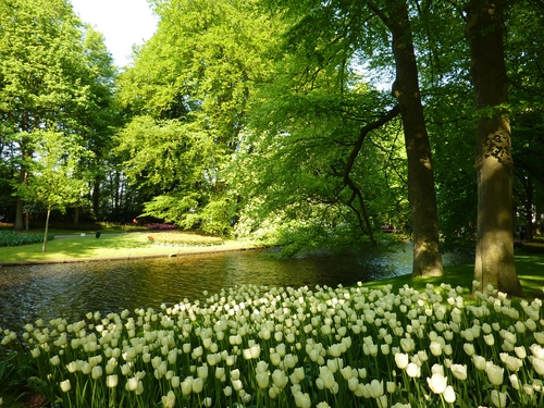 река, природа, лес, деревья, зеленые, желтые, весна