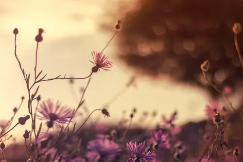 цветы, поле, растения, сиреневые, фиолетовые, бежевые