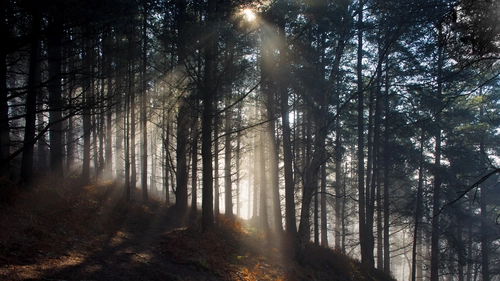 туман, лес, деревья, склон, черные, серые