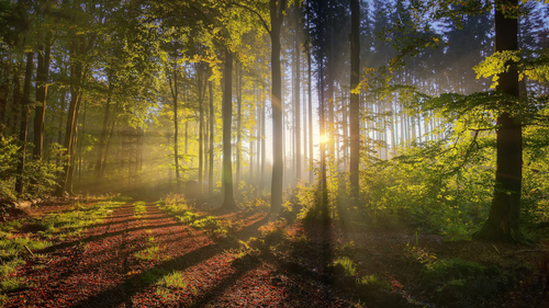 дорога, лес, свет, зеленые, желтые, коричневые