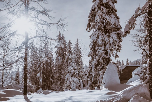 лес, снег, деревья, белые, серые, черные