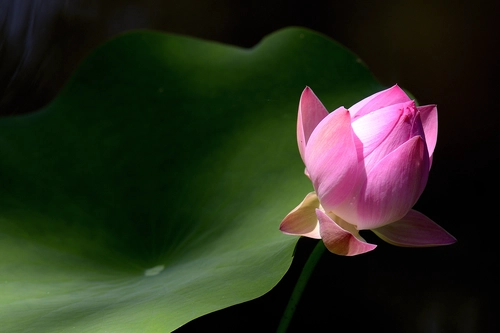 бутон, розовые, зеленые, цветы, природа, листья