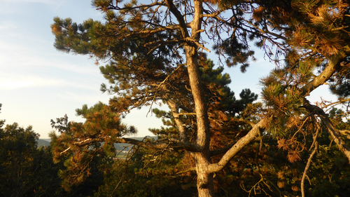 дерево, ветви, природа, коричневые, зеленые