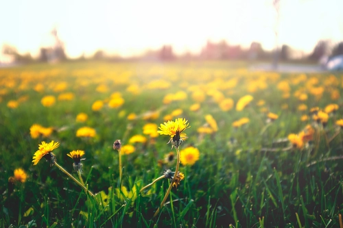 поле, цветы, одуванчик, желтые, зеленые