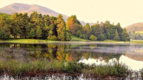 озеро, туман, лес, природа. зеленые