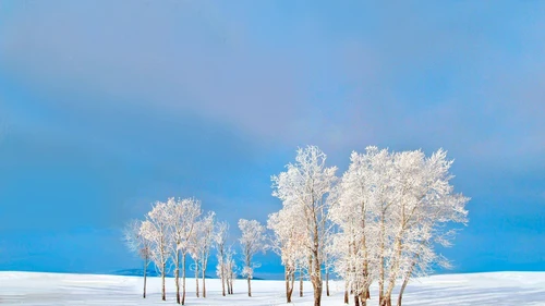 небо, горизонт, поле, деревья, снег, зима, голубые, белые