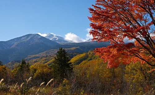 горы, лес, природа, япония, зеленые, красные, синие