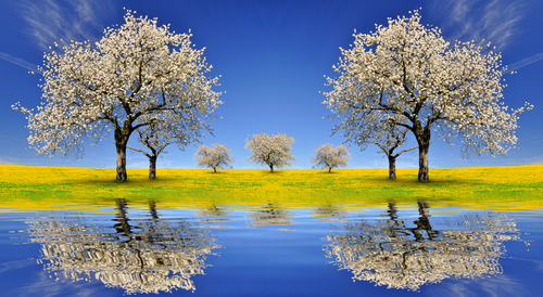 деревья, поле, небо, весна, отражение, синие, зеленые, розовые