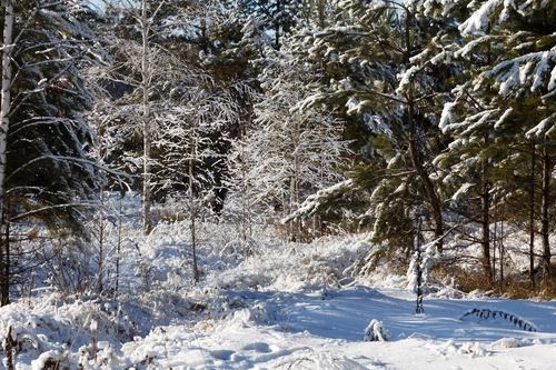 снег, природа, лес, белые, зеленые