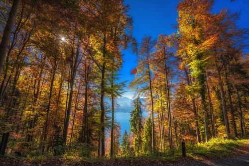 лес, природа, деревья, швейцария, небо, синие, коричневые, зеленые