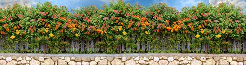 забор, цветы, кустарник, камни, зелёные, голубые, жёлтые