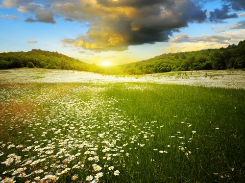 поле, цветы, природа, закат, белые, желтые, зеленые