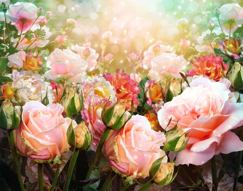 растения, цветы, поляна, свет, листья, розовые, зелёные